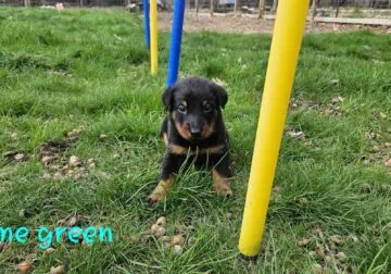 Beauceron puppies ready now