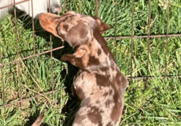 Super small mini dachshund Isabella dapple