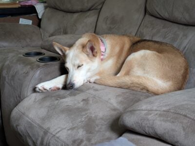 Female Shepherd Mix to Good Home