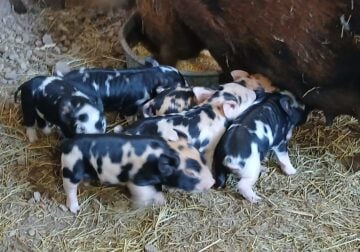 Kunekune piglets