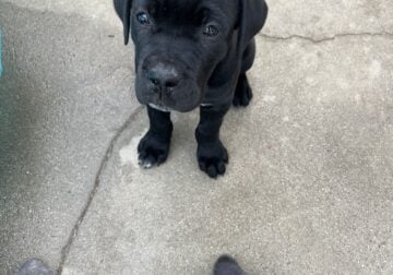 Raven – Cane Corso Puppy