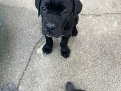 Raven – Cane Corso Puppy