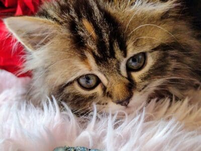 Kittens Mainecoons & Ragapurs