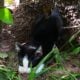 Adorable country kittens
