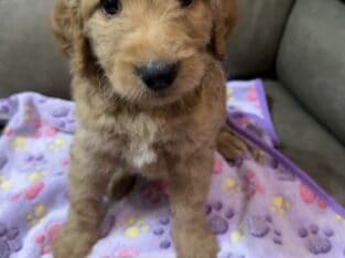 Goldendoodle Puppies- Jazzy and Red