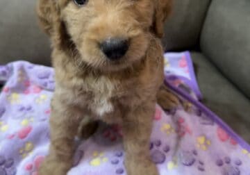 Goldendoodle Puppies- Jazzy and Red