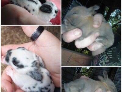 New Zealand bunnies