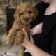Adorable Mini Goldendoodle puppies available.