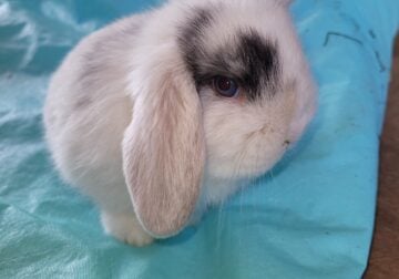 Holland lop bunnies for sale