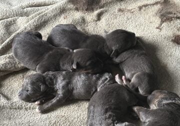 BABY AMERICAN bully