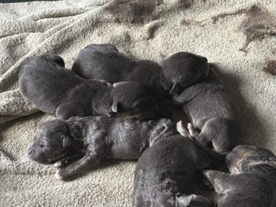 BABY AMERICAN bully