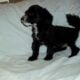 Nike- MaltiPoo male, non-shedding, very smart