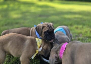 Cane Corso Puppies