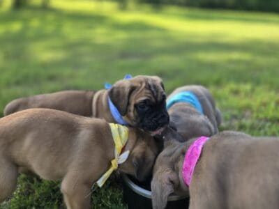 Cane Corso Puppies