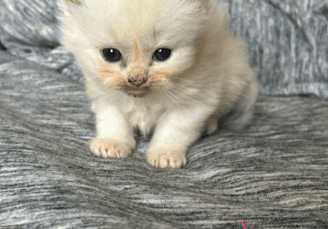 Beautiful ragdoll kittens looking for a home 🥹