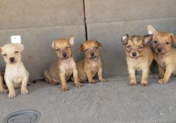 Deer head chihuahua puppies 100-400