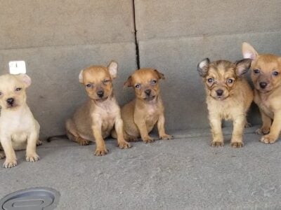 Deer head chihuahua puppies 100-400
