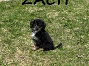 Zach Male Yorkie Poo Puppy