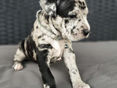 Mixed puppies ready for their new home