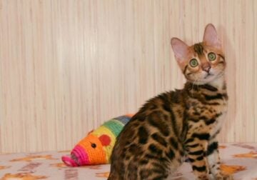 Caesar Bengal male, black spotted tabby