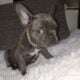 Jade the Blue Frenchie
