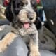 Griffondoodle puppies