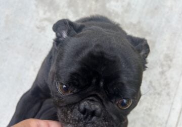 Onyx the Pug