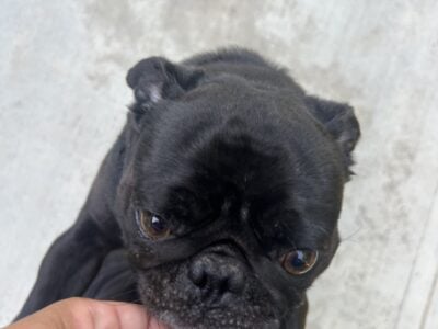 Onyx the Pug