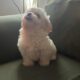 Havanese Puppy Coke