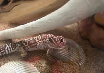 Leopard Gecko