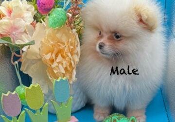 Pomeranian
