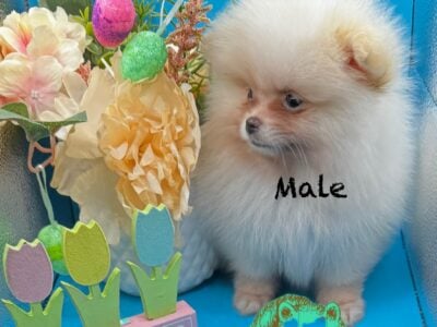 Pomeranian
