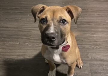 Cookie – 4 month old Pitbull Terrier