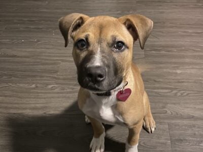Cookie – 4 month old Pitbull Terrier
