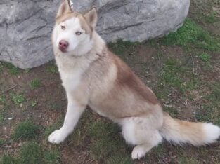 Siberian-husky