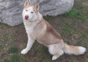 Siberian-husky