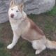 Siberian-husky