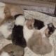 Registered “Lassie” Collie puppies Sable Tri Blue