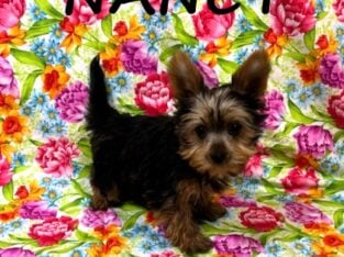 Nancy Female Yorkie Poo Puppy