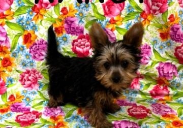 Nancy Female Yorkie Poo Puppy