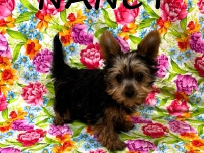 Nancy Female Yorkie Poo Puppy