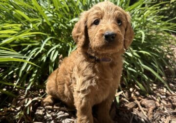 Female Goldendoodle (number four of litter)