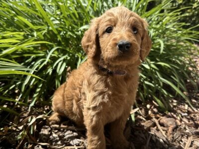 Female Goldendoodle (number four of litter)