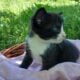 Aria (female domestic kitten)
