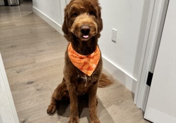 Rehome Goldendoodle