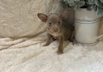 Chihuahua puppies!
