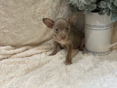 Chihuahua puppies!