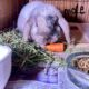 5 Holland Lops & All Supplies-$200