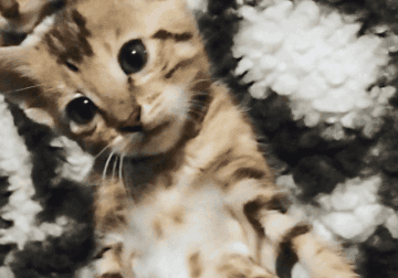 Gorgeous Bengal Kittens