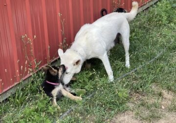 German Shepherd Puppies Due 8/3/25